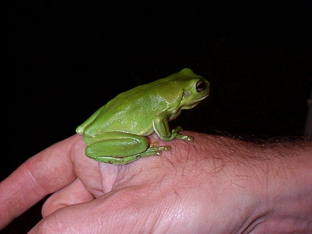 [http://iain.woolley.net/Photos/Australia1999/Frog01.jpg]