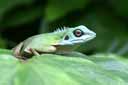 Green Crested Lizard