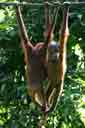 Orangutan
