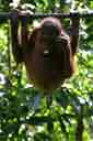 Orangutan