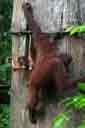 Orangutan