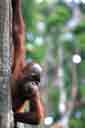 Orangutan