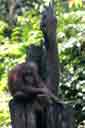 Orangutan