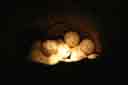 Turtle eggs in the Hatchery