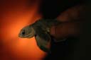 Baby Turtle