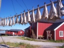 Drying fish, Lofoten Islands